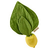 L-MINDOU-LEMON